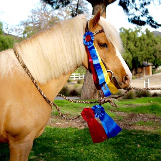 Santa Cruz Island Horse